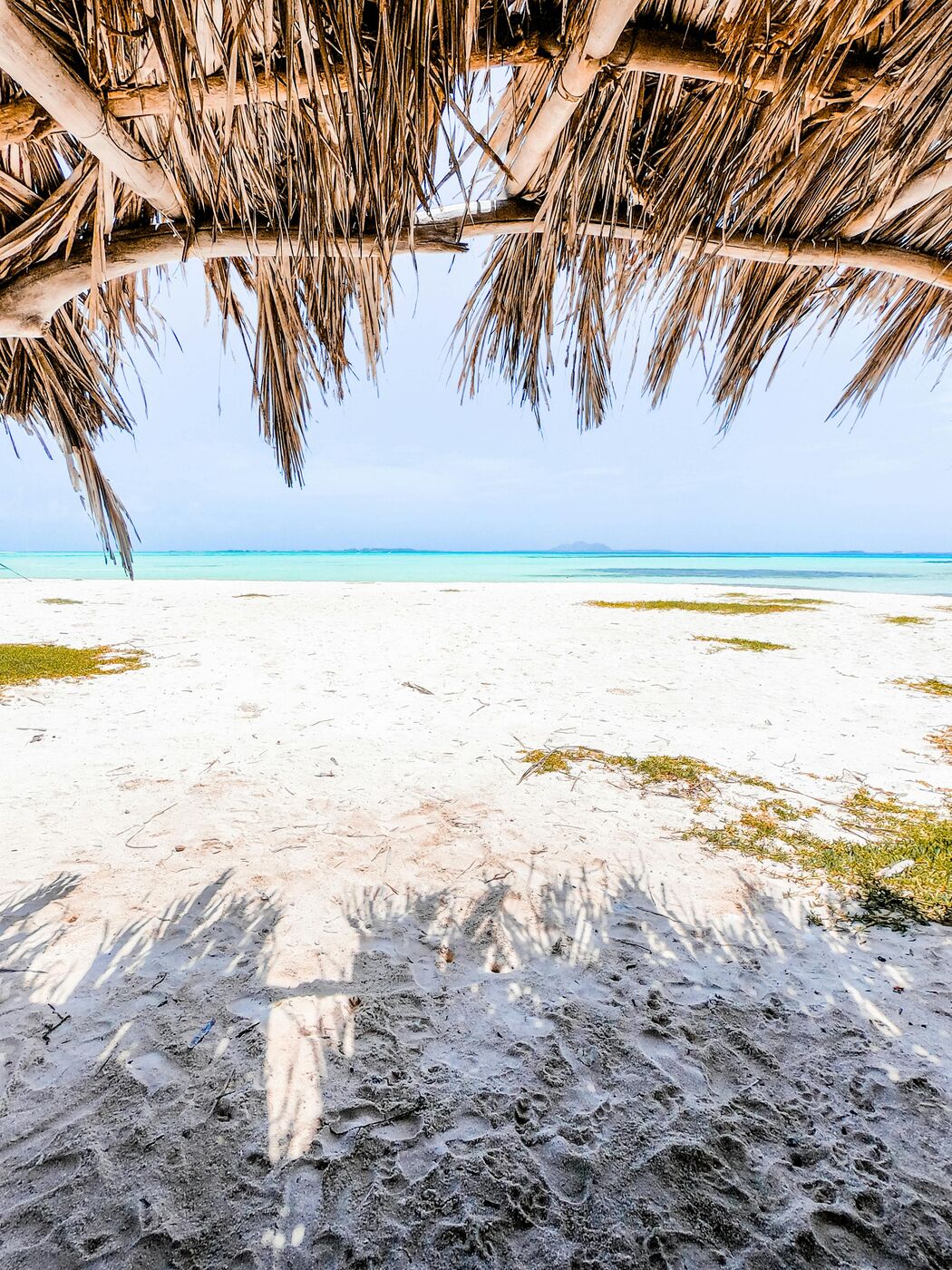Aruba, Flamencos playa Renaissance